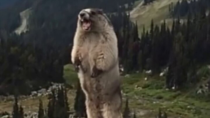 【Afaer】Click to see the red and blue chest resonance