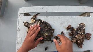 Cleaning barnacles from sea turtles