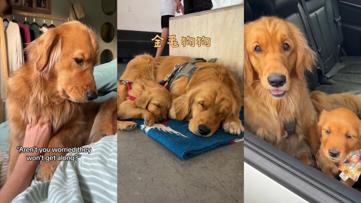 Trở thành bạn thân rồi!