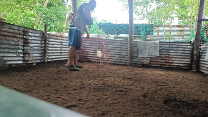 Lucio gf dark Hennie vs Thompson white