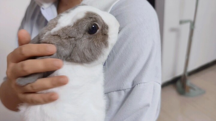 بعد أن عرفت أنني أرنبة، بكيت في حضن أمي طوال الليل.