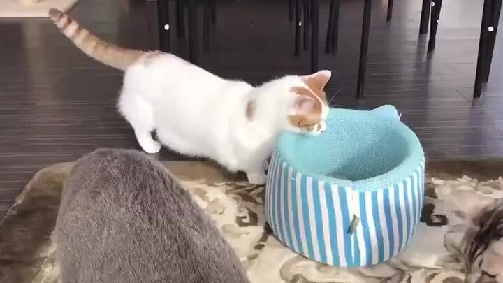 Nest entry skills