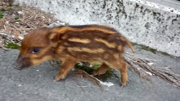 A little wild boar that’s both curious and timid