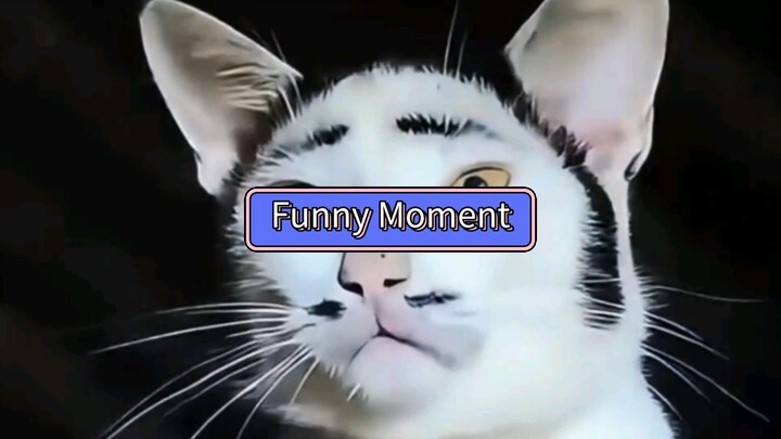 Funny Cat Moments... 🐱