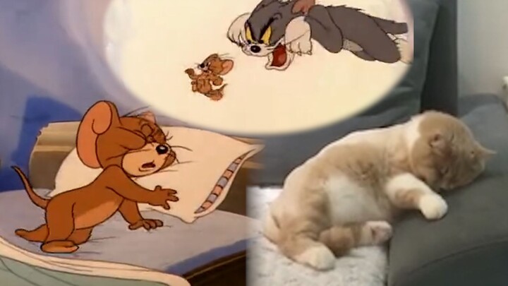 [Remix]Tom and Jerry in real life