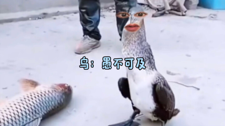 Burung: Bodoh, bodoh tak tertandingi