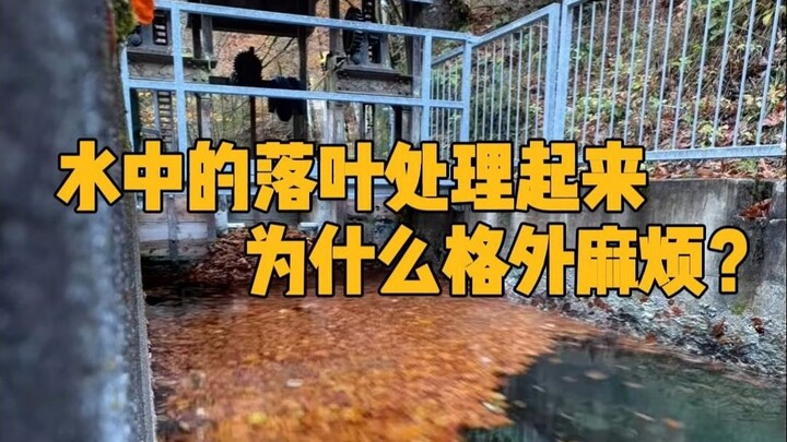 لماذا يُعَدُّ التعامل مع الأوراق المتساقطة في الماء مزعجًا بشكل خاص؟ #علوم_ميسَّرة #استرخاء #أوراق_م