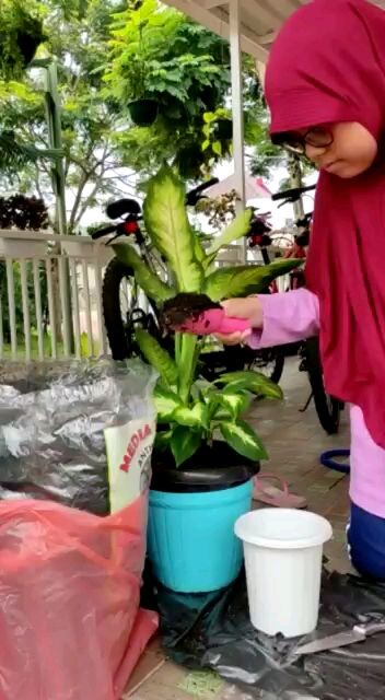 Cara Menanam tanaman