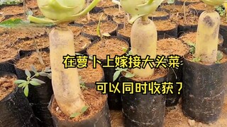 把大头菜嫁接到白萝卜上，可以同时收获？惊人的嫁接，不可思议！！！