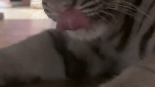 Do cats stick out their tongues when they're embarrassed?