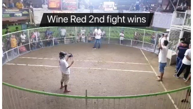 2nd fight wins buyers 4bullstag derby using my Democrats Python 🐍 🏆🏆🏆🏆