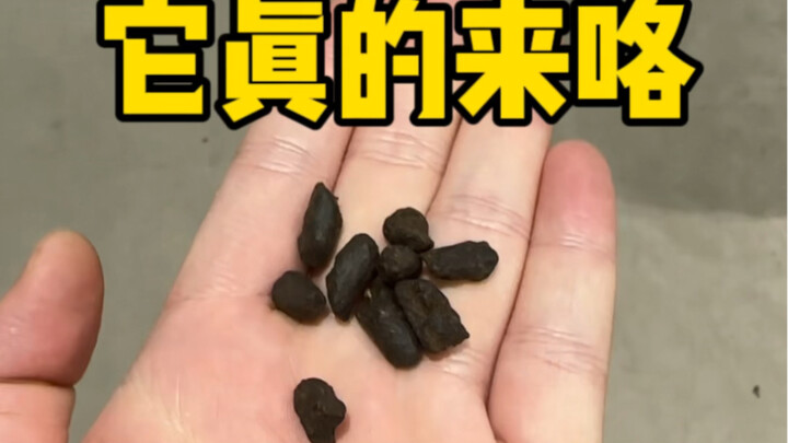 Phân cừu có uống được không?