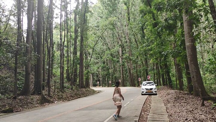 Mayabac Man Made Forest