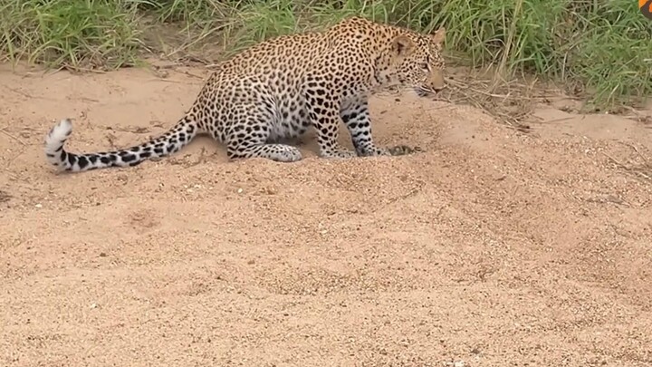 A newborn duckling isn’t afraid of a leopard—it just strolls right past it with confidence... You’ve