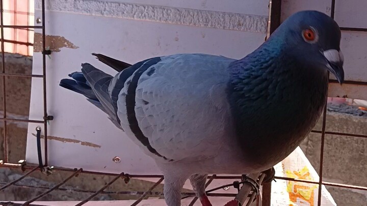 Balatan Camarines Sur Done 3rd Lap Derby Race #pigeonracing