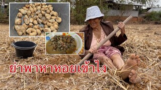 แม่อุ้ยพาหาหอยเข้าไงในทุ่งนา2คนย่าหลาน ขัวไปคุยไปได้แกงหม้อใหญ่