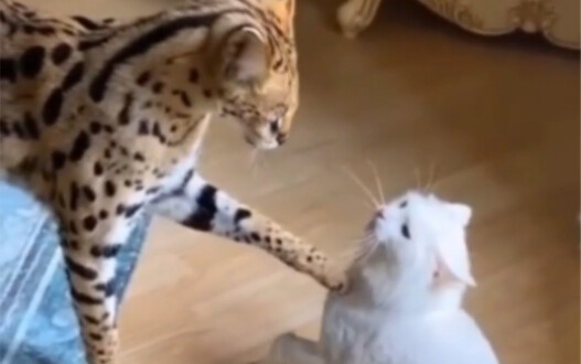 Leopard = Cat