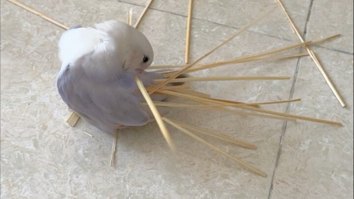 Focus on adorning yourself with feathers