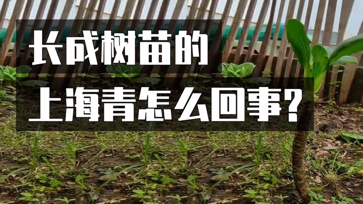 长成小树苗的上海青是怎么回事？