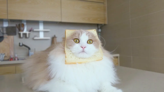 🍞 ฉันเกลียดการอาบน้ำ!!!