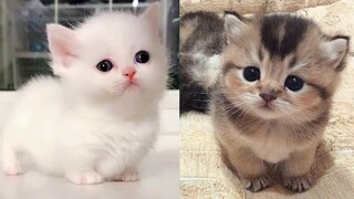 Baby Cats - Cute and Funny Cat Videos Compilation #7 | Aww Animals