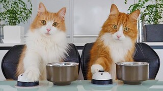 Teaching my cats to ring a bell