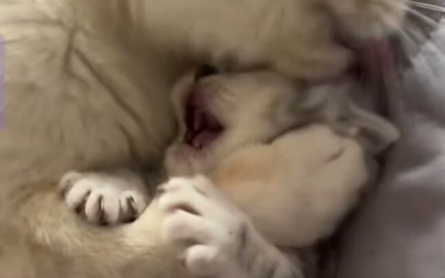 Giống y hệt lúc mẹ rửa mặt cho bạn hồi nhỏ.