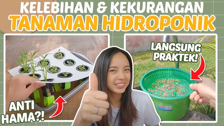 Pemula Juga Bisa! Semua Tentang Tanaman Hidroponik (Kelebihan, Kekurangan, Metode, Praktek)
