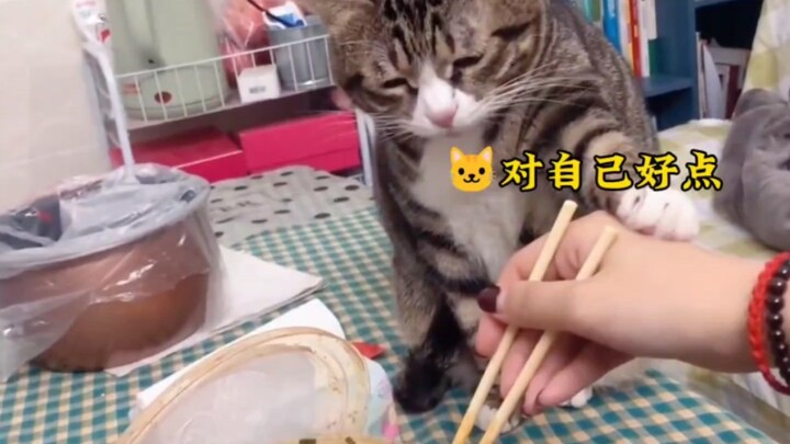 Cat: Why are you so willing to eat anything and everything～