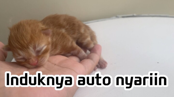 Suara anak kucing kecil lucu, induknya auto nyariin