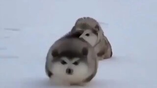 Alaska Pig: Two balls are rolling toward you