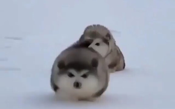 阿拉斯加猪:两颗球正您滚来