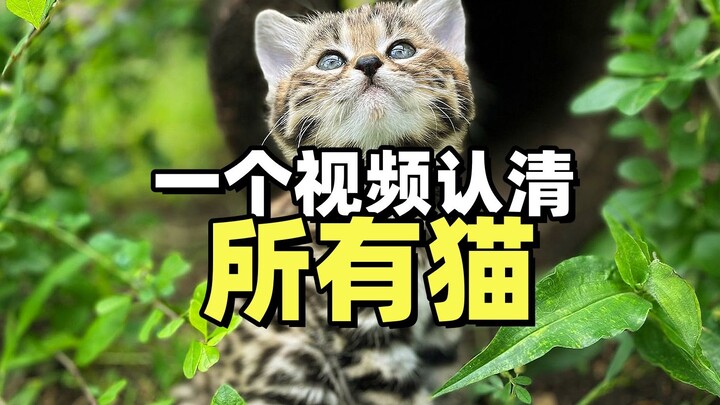 ما هي أنواع القطط المختلفة؟ فيديو يشرح أنواعًا مختلفة من الحيوانات مع أسماء القطط.