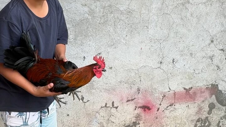 Sayaw ng Baby Stag SBR 🐓