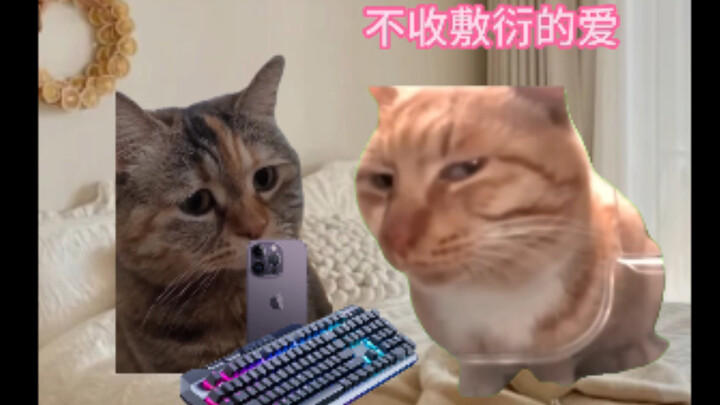 Pasangan di berbagai tahap merayakan 520