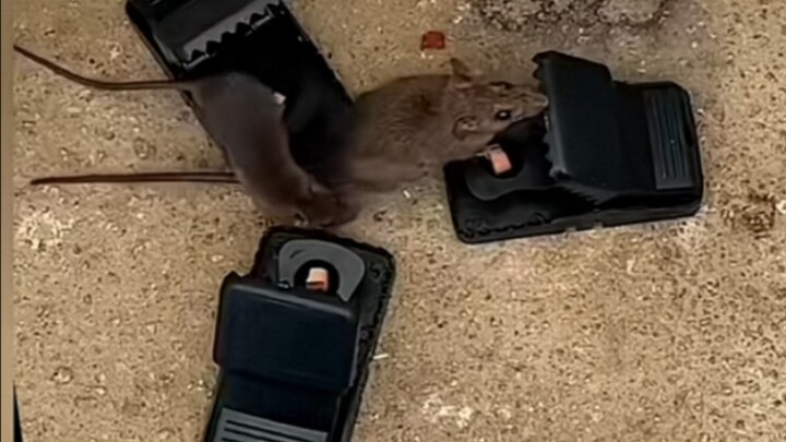 Mouse: Saya sudah keluar dari pasar dan merasa baik-baik saja.