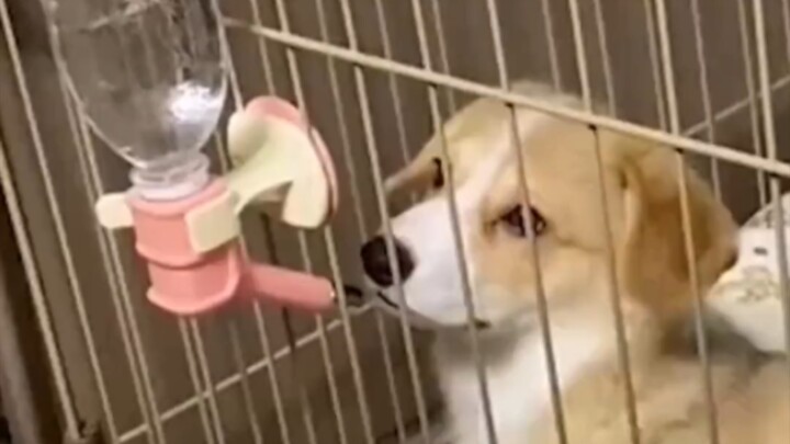 At this moment, a great canine expert is born! #Dog #CutePet