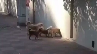 Hogwarts is hiring dogs