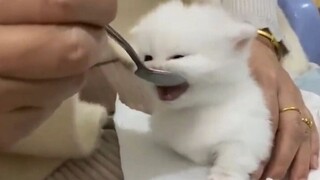 Kucing: "Bu! Bolehkah kita ganti dotnya dan memasukkannya ke mulut kita lagi?"