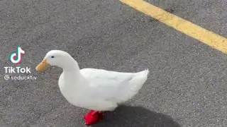 How to Pickup a Duck 😁