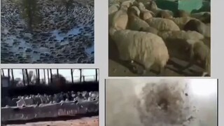 Bat sila umiikot?