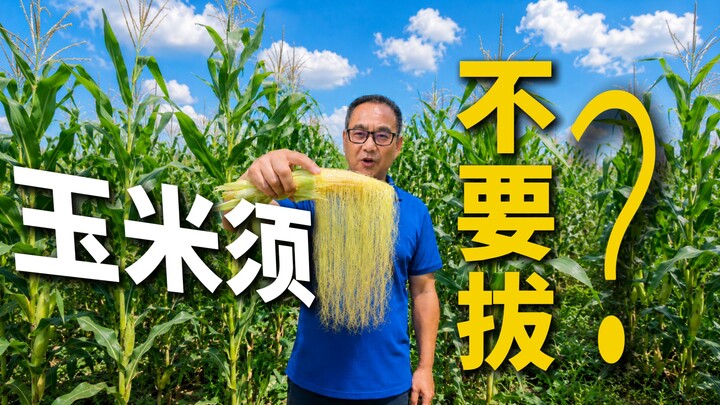 Apakah setiap rambut jagung itu berhubungan dengan satu butir biji jagung?