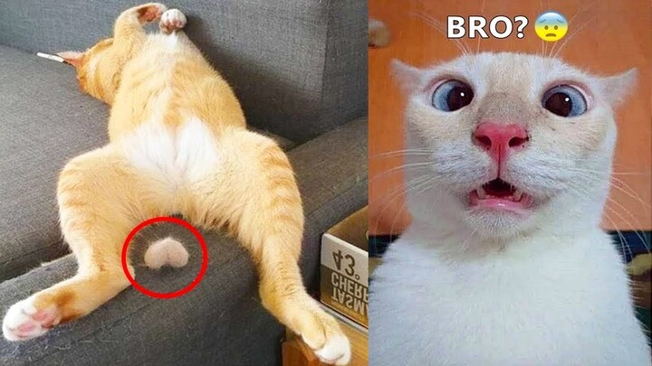Funny animals - Funny cats _ dogs - Funny animal videos - Bilibili Funny animals - Funny cats _ dogs - Funny animal videos - Bilibili