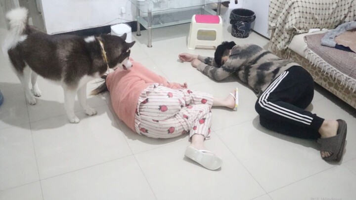 When both the female and male owners faint at the same time, which one will the Husky go to comfort?