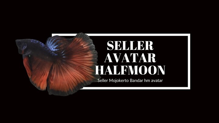 cupang halfmoon avatar, ini bandarnya