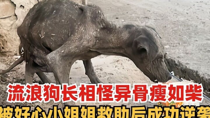 Đây mới là diện mạo vốn có của nó, sự tái sinh từ đống tro tàn của chú chó dơi, chỉ vì đã gặp được v