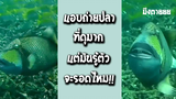 รวมคลิป Fail พากย์ไทย 57