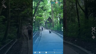 Detik-detik Kameramen Nggak Selamat! Dikejar Monyet saat Sedang Safari di Tahura