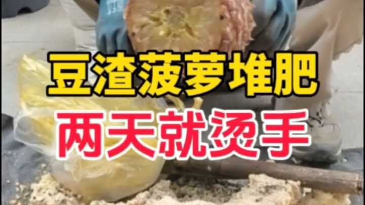 Cho một quả dứa vào bã đậu, hiệu quả ủ phân cũng rất tốt đấy! Hai ngày là nóng bỏng tay.