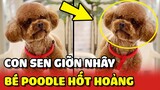 Bé Poodle HỐT HOẢNG với màn GIỠN NHÂY của cô Sen thích trêu bé 😂 | Yêu Lu